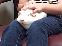 Jess_PigniteAtVet_4-2015 (3)